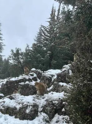 two cats standing on a snow covered mountain at Appartement chaleureux Azrou in Azrou