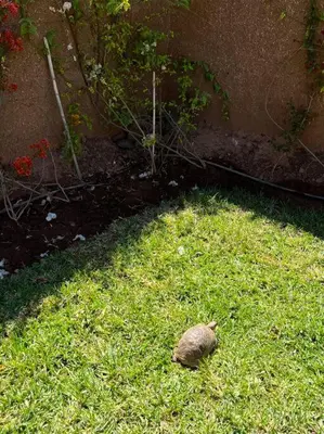 a bird sitting in the grass in a yard at Villa privative tortues2 piscine chauffée 35min Marrakech in Marrakech