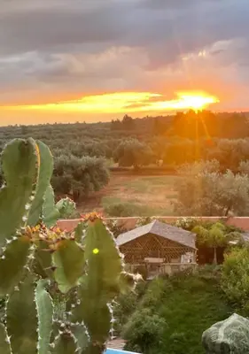 a cactus with the sunset in the background at Villa Andaloussya, Majorel Host in Aït Ourir