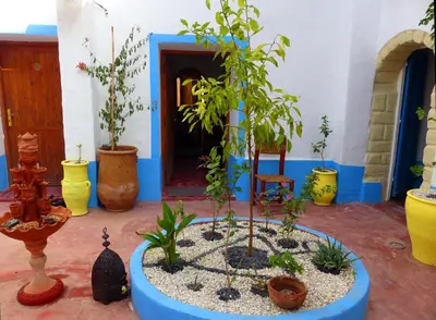 a group of potted plants in a room at Auberge Ayouze in Aït Ben Haddou