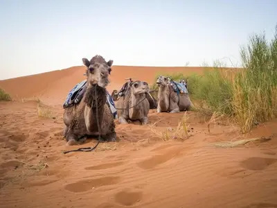 a group of camels sitting in the desert at Sinbad luxury camp in Merzouga