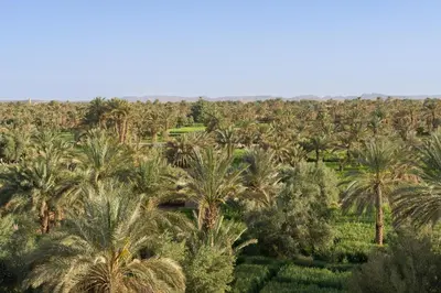 an aerial view of a palm tree plantation at Auberge Ksar Jallal in Ksar Oled Cherki