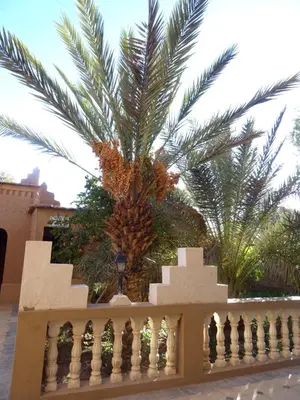 a palm tree behind a white fence with a tree behind it at PALM'SKOURA in Skoura