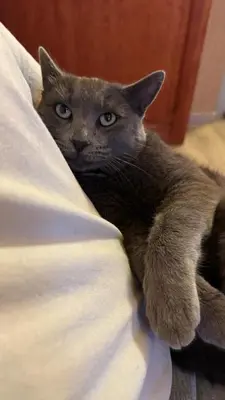 a gray cat laying on top of a bed at DAR AL QANASS IMANE in Midelt