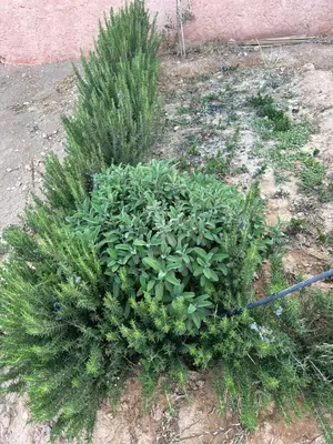 a group of plants on the ground next to a building at DAR AL QANASS IMANE in Midelt