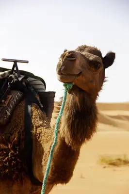 a camel in the desert with a stick in its mouth at Chez les habitants in Merzouga