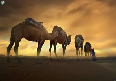 a group of three camels and a dog in the desert at Safari luxury desert camp in Merzouga