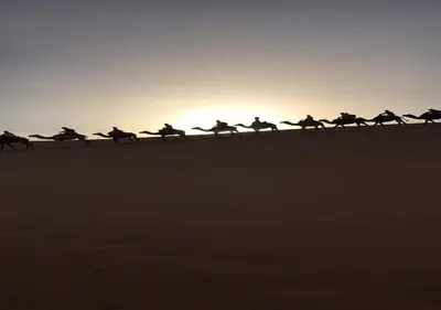 a group of horses running in the desert at Safari luxury desert camp in Merzouga