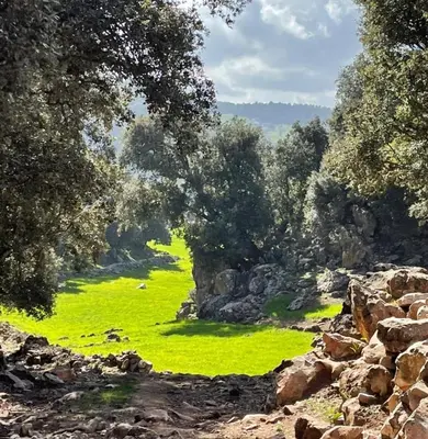 a painting of a field of green grass at TAZEKKA PARC HOTEL in Taza