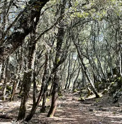 a forest of trees with a dirt trail at TAZEKKA PARC HOTEL in Taza