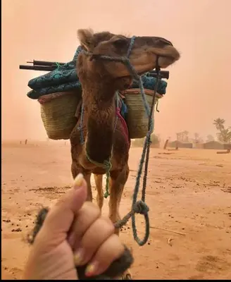a person feeding a camel in the desert at Sahara Camp Light in Mhamid