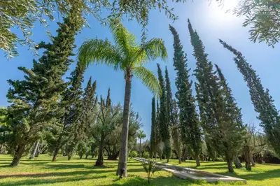 a palm tree in a park with a bench at Palais Hassoun Marrakech in Oulad Snaguia