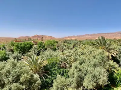 a field of trees and bushes with mountains in the background at Les chandelles in Tinerhir