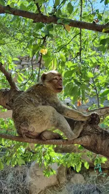 a monkey sitting on top of a tree branch at auberge gite de jeunesse les Cascades in Setti Fatma