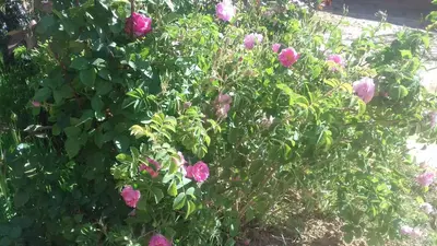 a bush of pink roses in a garden at ECOLODGE MISS ROSE CHEZ LA FAMILLE in Boumalne