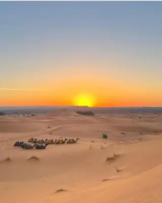 a group of camels in the desert at sunset at Merzouga Comfortable Camps in Merzouga