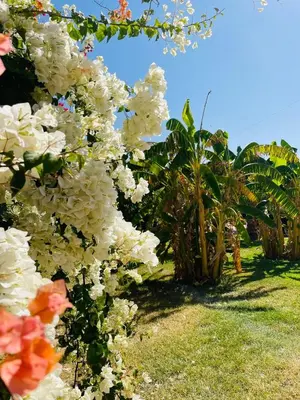 a bush of white flowers with trees in the background at Villa MsHolidays Victoria privatisée Marrakech in Marrakech