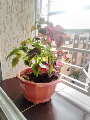 a plant in a pot sitting on a window sill at Furniture apartment in Meknès