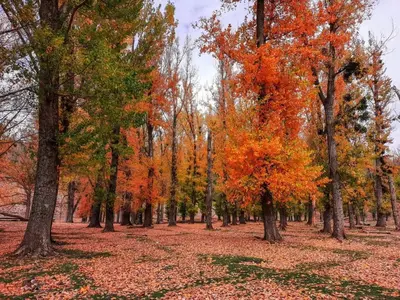 a forest of trees with leaves on the ground at Tislite d azrou in Azrou