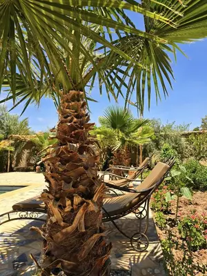 a palm tree with a chair and a hammock under it at RIAD AMAN SKOURA in Skoura