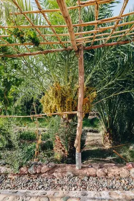 a pergola with some plants in a garden at RIAD AMAN SKOURA in Skoura