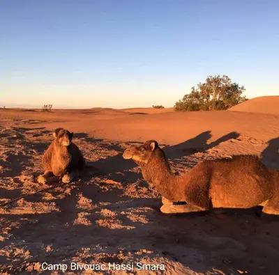 two camel sitting in the sand in the desert at Camp Bivouac Hassi Smara in Tâlhâ