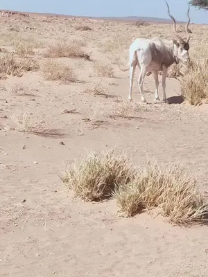 a cow with horns standing in the desert at La Maison-Berbère Mhamid in Mhamid