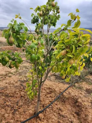 a small green tree in the middle of a field at Ferme Jnan Al Yassmine in Taza