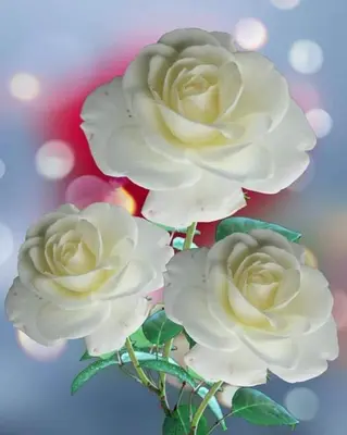 a group of white roses sitting on a table at Dar Fes Marrakech in El Hajeb