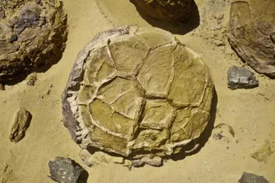 a snapping turtle on the ground in the dirt at Appartement Hassilabiad-Erg Chebbi in Hassilabied