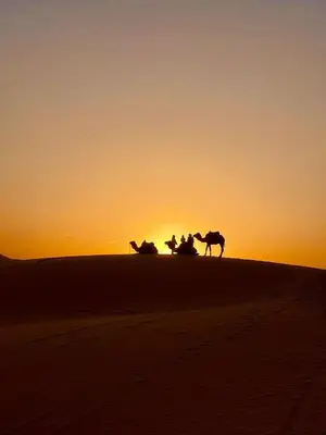 a group of horses in the desert at sunset at Merzouga Spirit Luxury Camp in Merzouga