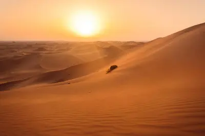 a camel in the desert at sunset at Merzouga desert Luxury Camp in Merzouga