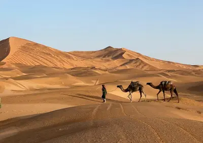 a man walking two camels in the desert at Sahara Luxury Camp in Merzouga