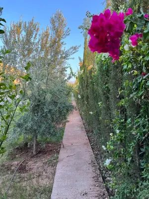 a path through a garden with a pink flower at Maison Dar Zarka in Aghmat