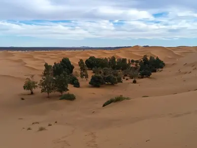 an aerial view of a desert with trees in the sand at Morocco travel activities in Merzouga