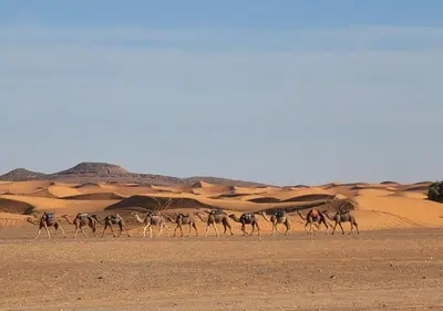 a herd of camel running through the desert at Morocco travel activities in Merzouga