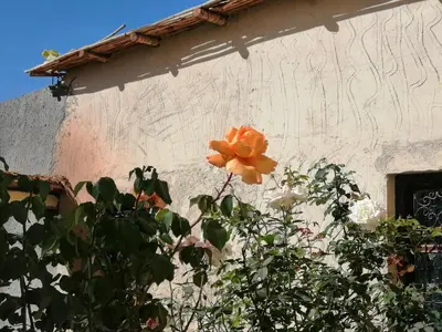 an orange flower on the side of a building at Gite chez Ali Agouti Maison Berbère in Agouti