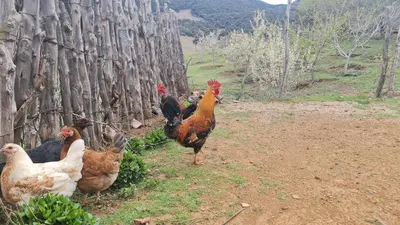 a group of chickens standing next to a fence at Gite Ain Bechar in Taza