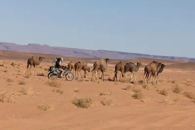 a man riding a motorcycle in front of a herd of camels at Erg chegaga Daya Luxury Camp - Sahara Desert Stay in Mhamid