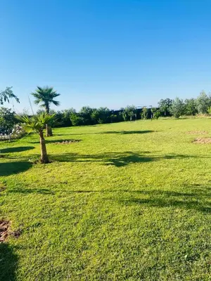 a green field with a palm tree in it at villa ezzaouak in Marrakech