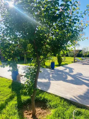 a tree in the grass next to a sidewalk at villa ezzaouak in Marrakech