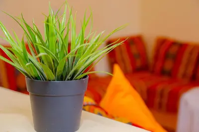 a green plant in a black pot on a table at Wadahab House An Ideal Retreat for Families and Friends in Er Rachidia
