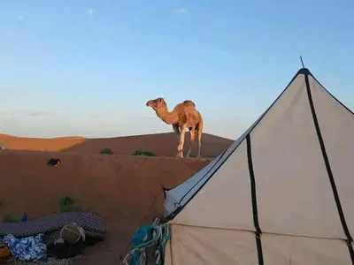 a camel standing on top of a wall next to a tent at Trek Plan Camp in Mhamid