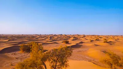 a desert with trees in the middle of it at Trek Plan Camp in Mhamid