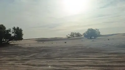 a field with trees in the middle of a desert at Stay under millions of stars deep in the desert in El Gouera