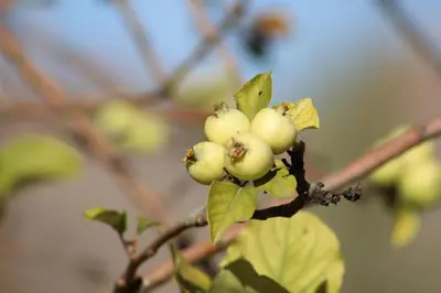 a bunch of green apples on a tree branch at Kasbah Itrane in Tamnougalt