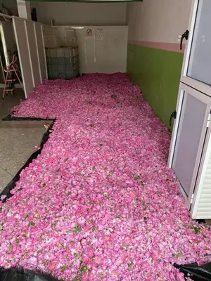 a room with a bunch of pink flowers on the floor at Dar Mgouna Roses in Kalaat MGouna