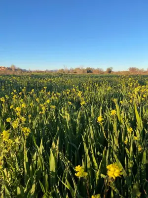 a field of daffodils on a sunny day at Dar Mgouna Roses in Kalaat MGouna