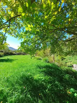 a field of green grass with a tree in the foreground at Gite Ogog Tacheddirt in Tacheddirt