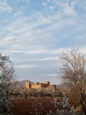 a group of buildings in a field with trees at chez l'habitant amazigh in Ouarzazate